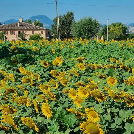 Jesigreen House